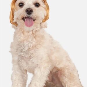 Rubie's Pawlitical Billionaire Wig for Dogs - Blonde
